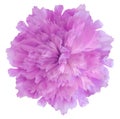 Watercolor flower pink peony.on  a white isolated background with clipping path. Nature. Closeup no shadows Royalty Free Stock Photo