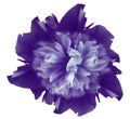 Watercolor flower  purple peony.  on a white isolated background with clipping path. Nature. Closeup no shadows. Royalty Free Stock Photo