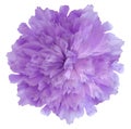 Watercolor flower purple peony.on  a white isolated background with clipping path. Nature. Closeup no shadows. Royalty Free Stock Photo