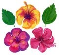 Watercolor flower set of hibiscus Royalty Free Stock Photo