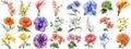 Watercolor flower set isolated background. Various floral collection crisp edges Royalty Free Stock Photo