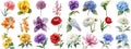 Watercolor flower set isolated background. Various floral collection crisp edges Royalty Free Stock Photo