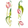 Watercolor flower tulip hand drawing Royalty Free Stock Photo