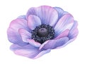 Watercolor flower. Violet anemone. Botanical painting, hand drawn illustration