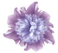 Watercolor flower   violet-blue peony.  on a white isolated background with clipping path. Nature. Closeup no shadows. Royalty Free Stock Photo