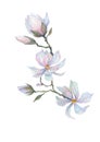 Watercolor flower on white background 600dpi