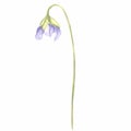 Watercolor flower of wild violet Isolated hand drawn illustration spring blossom field pansy Viola. Botanical drawing