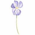 Watercolor flower of wild violet Isolated hand drawn illustration spring blossom field pansy Viola. Botanical drawing