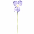 Watercolor flower of wild violet Isolated hand drawn illustration spring blossom field pansy Viola. Botanical drawing