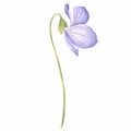 Watercolor flower of wild violet Isolated hand drawn illustration spring blossom field pansy Viola. Botanical drawing