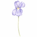 Watercolor flower of wild violet Isolated hand drawn illustration spring blossom field pansy Viola. Botanical drawing