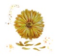 Watercolor flower. yellow marigold with petals. splashes on a white background. Royalty Free Stock Photo