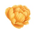 Watercolor flower. Yellow orange globeflower. Botanical painting, hand drawn illustration Royalty Free Stock Photo