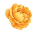 Watercolor flower. Yellow orange globeflower. Botanical painting, hand drawn illustration Royalty Free Stock Photo