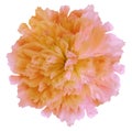 Watercolor flower yellow-pink peony.on  a white isolated background with clipping path. Nature. Closeup no shadows. Royalty Free Stock Photo