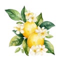 Watercolor flowering branch of lemon with leaves isolated on white background. Can be used for packaging design, tableware,