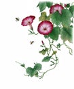 Watercolor with a flowering branch pink ipomoea