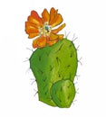 Watercolor Flowering cactus tropical