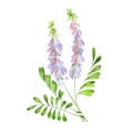 Watercolor flowering licorice stalk