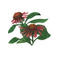 Watercolor flowering medicinal grass Echinacea purple or echinacea, isolated on white background. Hand drawn illustration of