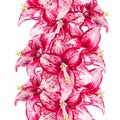 Watercolor flowers of amaryllis