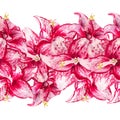 Watercolor flowers of amaryllis