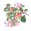 Watercolor Flowers Apple with Fruits. Handiwork Illustration.