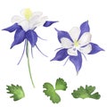 Watercolor flowers are Aquilegia. Hand-drawn botanical illustrations. Blue violet flowers and leaves for design, print