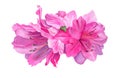 Watercolor flowers. Bright pink azaleas. Royalty Free Stock Photo