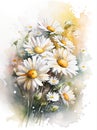Watercolor flowers. Chamomile flower bouquet illustration. Composition for wedding or greeting card. Royalty Free Stock Photo