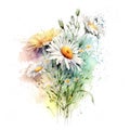 Watercolor flowers. Chamomile flower bouquet illustration. Composition for wedding or greeting card. Royalty Free Stock Photo