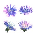 Watercolor flowers of chicory, set of flowers.
