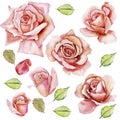 Watercolor flowers. Classic pink rose, green foliage. Floral illustration of a pink rose. flower branch isolated on