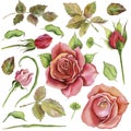 Watercolor flowers. Classic pink rose, green foliage. Floral illustration of a pink rose. flower branch isolated on
