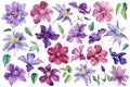 Watercolor flowers Clematis on isolated white background, botanical painting. Set of floral design elements. Royalty Free Stock Photo