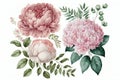 Watercolor flowers clipart pink peony, creative digital illustration painting
