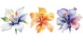 Watercolor Flowers Collection from Cocos Keeling Islands on Clean White Background . Royalty Free Stock Photo