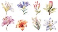 Watercolor Flowers Collection from Northern Cyprus on a Clean White Background