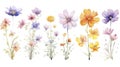 Watercolor Flowers Collection from United States Minor Outlying Islands on Clean White Background .