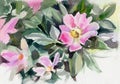 Watercolor flowers. Dog rose. Royalty Free Stock Photo