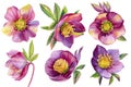 Watercolor flowers, hellebores isolated on a white background. Botanical illustration. Set Floral design elements Royalty Free Stock Photo