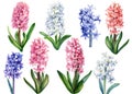 Watercolor flowers hyacinths on isolated white background, botanical painting. Set of floral design elements. Royalty Free Stock Photo