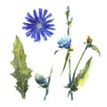 Watercolor flowers and leaves of chicory, Cichorium.