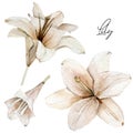 Watercolor flowers lilies set. Hand drawn illustration of dry floral, dasty botanical elements can be used for invitation