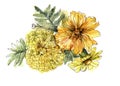 Watercolor flowers marigold on white background. Illustration handmade..