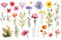 watercolor flowers painting illustration set on white background generative ai Royalty Free Stock Photo