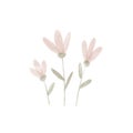 Watercolor flowers of pale pink color isolated on white background. illustration in children`s style.