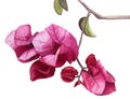 Watercolor flowers Pink Bougainvillea. Royalty Free Stock Photo