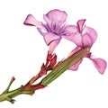 Watercolor flowers Pink Oleander. Royalty Free Stock Photo