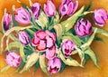 Watercolor flowers pink tulip. Illustration on a beige background